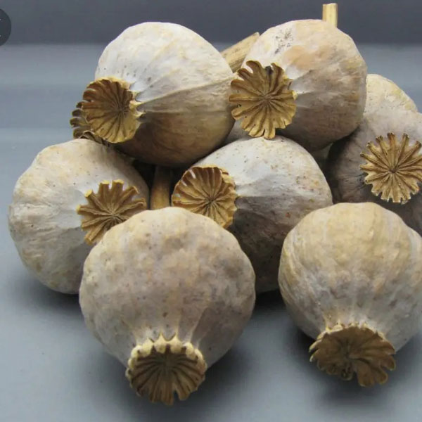1 LB. Mixed Sizes Poppy Pods - Dried Poppy Pods