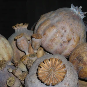 10lb Papaver somniferum opium poppy pods for Sale