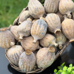 British Dried Poppy Heads (Seeded Pods) XL