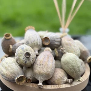 British Dried Poppy Heads (Seeded Pods) XXL