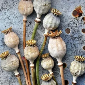 Grade A 5LB Dried Papaver Pods - Dried Poppy Pods