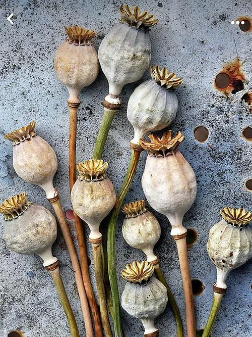 Grade A 5LB Dried Papaver Pods - Dried Poppy Pods
