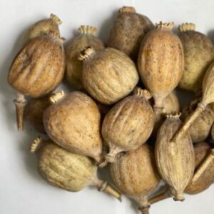 Turkish Poppy pods - Dried Poppy Pods