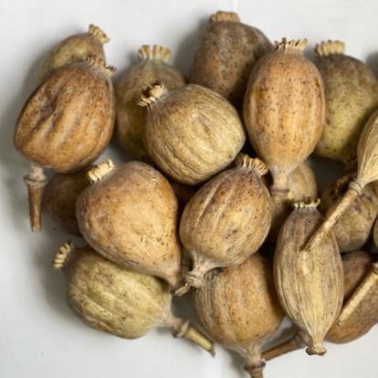 Turkish Poppy pods - Dried Poppy Pods